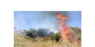 “Gli incendi che stanno devastando la Sicilia mettono in luce l’importanza e la necessità del lavoro dei lavoratori forestali nel contrastare le fiamme: Tuttavia, sia i vigili del fuoco che gli operatori forestali si trovano di fronte a sfide significative a causa delle difficoltà di organico e della carenza di mezzi adeguati”