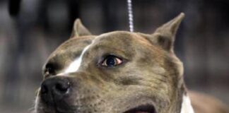 Neonato abbandonato e trovato in un sacchetto ai piedi di un cassonetto di rifiuti: è accaduto questa mattina a Taranto