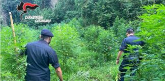Una vasta piantagione di marijuana è stata scoperta dai Carabinieri della Stazione di Lamezia Terme Sambiase, che hanno operato insieme allo Squadrone Cacciatori di Calabria