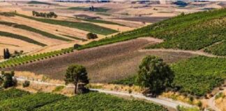 Un investimento da 267,5 milioni di euro destinato a favorire l’insediamento di nuovi agricoltori e di giovani, a migliorare la viabilità rurale, ad agevolare la diversificazione aziendale e attuare le strategie per lo sviluppo locale