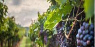 «Un intervento normativo, nella prossima Legge di stabilità regionale, per aiutare le cantine sociali che stanno vivendo un momento di grande difficoltà»