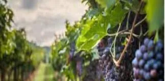 «Un intervento normativo, nella prossima Legge di stabilità regionale, per aiutare le cantine sociali che stanno vivendo un momento di grande difficoltà»