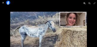 “Quella degli incendi in Sicilia è una vera tragedia…, alle vittime umane, per le quali esprimo tutto il mio cordoglio, si è aggiunta domenica la puledra Scilla, una di quelle che una coraggiosa donna di Cefalù, Maria David, aveva cercato di salvare, perdendo la vita tra le fiamme del suo maneggio… un gesto di generosità che merita di essere ricordato”