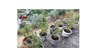 Ieri mattina, nell’ambito dei servizi finalizzati al contrasto dello spaccio di stupefacenti, i Carabinieri della Compagnia di Santo Stefano di Camastra hanno arrestato, in flagranza di reato, un 46enne, per coltivazione e detenzione ai fini di spaccio di sostanze stupefacenti