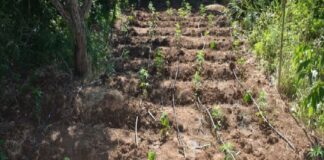 I Carabinieri, nell’ambito dei controlli sulla Piana di gioia Tauro hanno individuato a Delianuova una coltivazione di circa 150 piante da circa 2 metri l’una, verosimilmente di cannabis indica