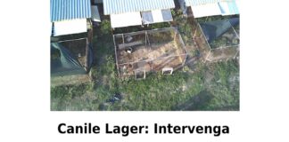 Canile lager di Casaluce…, nel Casertano: è stato chiesto l’intervento del Procuratore Capo di Napoli Nord da parte dei responsabili del Partito Animalista