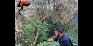 Coltivavano piante di marijuana in un terreno a ridosso della strada che porta al centro abitato di Bivongi: un 64enne e un 45enne del luogo sono stati arrestati dai Carabinieri di Stilo poiché ritenuti essere complici nella coltivazione illecita di una piantagione di canapa indica