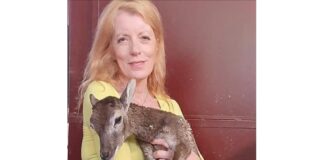 “Nonostante gli appelli, gli accordi con le associazioni animaliste e le denunce, il Parco dell’Arcipelago Toscano continua a massacrare i mufloni dell’Isola del Giglio, anche contro le evidenze scientifiche che dovrebbero spingere a preservare la loro peculiarità genetica”