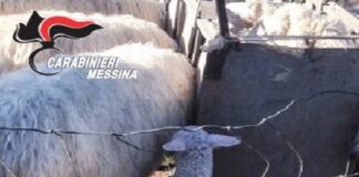 Nei giorni scorsi, i Carabinieri della Stazione di Malvagna hanno arrestato – in flagranza di reato – quattro uomini di età compresa tra i 34 ed i 43 anni, tutte note alle Forze dell’Ordine, in quanto presunti responsabili del reato di abigeato in concorso