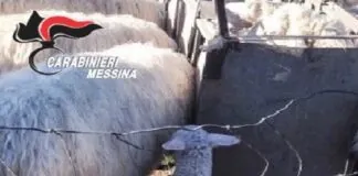 Nei giorni scorsi, i Carabinieri della Stazione di Malvagna hanno arrestato – in flagranza di reato – quattro uomini di età compresa tra i 34 ed i 43 anni, tutte note alle Forze dell’Ordine, in quanto presunti responsabili del reato di abigeato in concorso