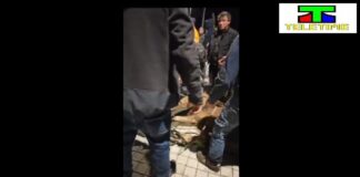 “Il leone è stato sedato e catturato: Ora verrà preso in consegna dal personale del circo”