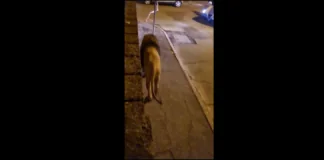 !!Avviso Importante!!: “Un leone è scappato dal circo attendato in Viale Mediterraneo”