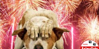 “Botti di Fine Anno, no Grazie: Anche a Santo Stefano continua il nostro lavoro in questi ultimi giorni dell’anno”