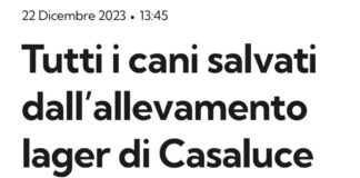 “Tutti i 400 cani che il 20 ottobre 2023 furono sequestrati da un canile lager di Casaluce, in provincia di Caserta, sono stati adottati e ora hanno una famiglia: nasce il ‘Modello Casaluce’… circa 2 mesi fà dopo il “pressing” del Partito Animalista Italiano, di Stop Animal Crimes e altre associazioni, con l’avv. Cristiano Ceriello che spinse la Procura di Napoli Nord ad intervenire, i volontari guidati da Carmine Munno ottennero la custodia giudiziaria della struttura”