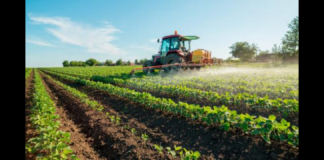 Quattro bandi, per un totale di 35 milioni di euro, per sostenere la competitività delle imprese agricole siciliane: il dipartimento regionale dello Sviluppo rurale della Regione Siciliana ha appena pubblicato gli avvisi relativi al Piano strategico della Pac 2023/2027