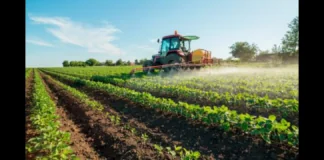 Quattro bandi, per un totale di 35 milioni di euro, per sostenere la competitività delle imprese agricole siciliane: il dipartimento regionale dello Sviluppo rurale della Regione Siciliana ha appena pubblicato gli avvisi relativi al Piano strategico della Pac 2023/2027