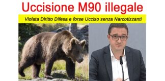 L’Orso M90 è stato abbattuto dalla Provincia di Trento pochi giorni fa perchè ritenuto pericoloso, dal canto suo, il Partito Animalista Italiano non ci sta