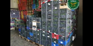 Nuovi controlli effettuati nelle ore scorse…, da parte del personale afferente al Corpo forestale della Regione Siciliana sul grano estero in arrivo nei mercati dell’Isola