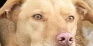 ‘L’Organizzazione internazionale protezione animali (Oipa) presenterà nelle prossime ore denuncia alla Procura della Repubblica di Trapani per uccisione di animali (articolo 544 bis del Codice penale) nei confronti dell’uomo che ha volontariamente investito la cagnolina Nina ad Alcamo: L’auto è stata ripresa dalle telecamere della videosorveglianza. L’Ufficio legale dell’associazione invierà inoltre istanza al sindaco di Alcamo, Domenico Surdi, affinché emetta un’ordinanza interdittiva che vieti al soggetto nonché ai suoi familiari e ai suoi conviventi di detenere animali… l’autore dell’atroce gesto rischia fino a 24 mesi di reclusione’