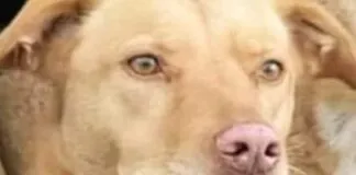 ‘L’Organizzazione internazionale protezione animali (Oipa) presenterà nelle prossime ore denuncia alla Procura della Repubblica di Trapani per uccisione di animali (articolo 544 bis del Codice penale) nei confronti dell’uomo che ha volontariamente investito la cagnolina Nina ad Alcamo: L’auto è stata ripresa dalle telecamere della videosorveglianza. L’Ufficio legale dell’associazione invierà inoltre istanza al sindaco di Alcamo, Domenico Surdi, affinché emetta un’ordinanza interdittiva che vieti al soggetto nonché ai suoi familiari e ai suoi conviventi di detenere animali… l’autore dell’atroce gesto rischia fino a 24 mesi di reclusione’