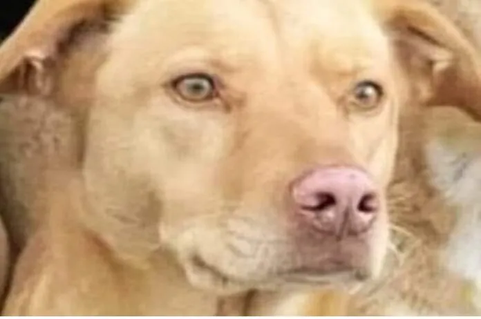 CAGNOLINA UCCISA AD ALCAMO