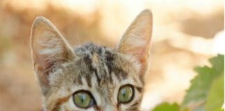 “E’ necessario fare piena chiarezza sul caso del gatto scuoiato vivo ritrovato in Provincia di Alessandria e morto per le gravissime lesioni… se dovesse essere opera di un sadico, e non di un animale, ci troveremmo di fronte all’ennesima uccisione di un essere innocente, eseguita con modalità indicibilmente crudeli: L’ennesima uccisione che non sarebbe possibile punire adeguatamente, perché la tutela offerta dagli articoli vigenti del Codice penale non lo consente”