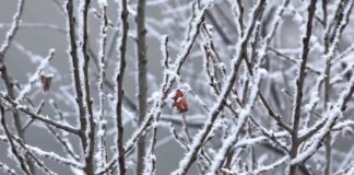 Previsioni meteo, ecco dove e quando torneranno freddo, pioggia e grandine: il piacevole caldo che ha caratterizzato il meteo di queste settimane sta lasciando spazio a un’ondata di gelo… tutta la seconda metà di aprile vedrà correnti fredde e instabili provenienti dalla Scandinavia