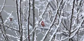 Previsioni meteo, ecco dove e quando torneranno freddo, pioggia e grandine: il piacevole caldo che ha caratterizzato il meteo di queste settimane sta lasciando spazio a un’ondata di gelo… tutta la seconda metà di aprile vedrà correnti fredde e instabili provenienti dalla Scandinavia