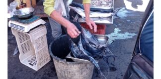 Intervento della Commissione Europea sul grave fenomeno della pesca illegale praticata in Calabria e Sicilia, ma anche in altre regioni del Sud, soprattutto in danno di “neonata” di pesce e di Pesce Spada: il Commissario Europeo Virginijus Sinkevičius ha infatti risposto per conto della Presidente della Commissione Ursula von der Leyen all’interrogazione promossa dall’eurodeputata Manuela Ripa e altri otto europarlamentari a seguito del materiale trasmesso dal Gruppo Adorno, associazione di volontariato antibracconaggio di terra e di mare