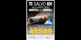 Ogni vita è preziosa, e va difesa…, nel nostro Paese circa 700mila cani vaganti e 2,4 milioni di gatti “liberi” vivono per strada abbandonati a se stessi, esposti alla fame, al freddo, agli abusi: Altre decine di migliaia di Animali vegetano nei box dei canili e dei gattili, che vorremmo svuotare