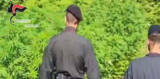Quattro vaste piantagioni di canapa indica rinvenute nel Reggino dai Carabinieri della Compagnia di Gioia Tauro assieme ai militari del Nucleo Elicotteri di Vibo Valentia