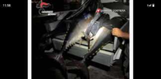 Nei giorni scorsi, i militari del Posto Fisso Stagionale Carabinieri di Panarea e della Capitaneria di Porto – Ufficio Circondariale Marittimo di Lipari hanno sanzionato amministrativamente due persone per violazioni alle norme sulla pesca e alle ordinanze del locale Ufficio Circondariale Marittimo