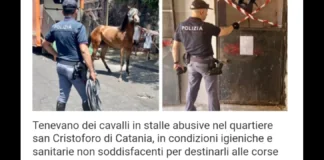 Tenevano dei cavalli in stalle abusive nel quartiere san Cristoforo di Catania, in condizioni igieniche e sanitarie non soddisfacenti per destinarli alle corse clandestine cittadine: con l’accusa di maltrattamenti di animali, tre catanesi, due dei quali con precedenti penali specifici, sono stati denunciati nei giorni scorsi dai poliziotti della Questura etnea