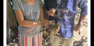 Gli agenti della sezione faunistico-venatoria della Polizia Metropolitana di Messina, diretti e coordinati dal vice Comandante Pietro Fotia, sono intervenuti nei pressi di via Don Blasco per soccorrere un esemplare di falco pellegrino che presentava una ferita al vomero destro, probabilmente causata dall’impatto con un ostacolo