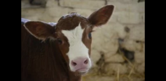 L’Organizzazione internazionale protezione animali (Oipa) apprende da una nota del sindaco di Roccavaldina (ME), Salvatore Visalli, che nella festa patronale di San Nicola il vitello quest’anno non sarà esibito