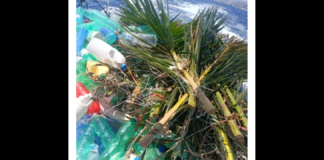 Sequestro, a carico di ignoti, di oltre quaranta rami di palma (c.d. “cannizzi”) e accessori vari: a procedere la Capitaneria di porto di Messina, a bordo del battello veloce CP 734, nell’ambito dell’attività di polizia marittima e controllo della costa e precisamente lungo il litorale che va da Capo Alì sino alle acque antistanti il comune di Messina