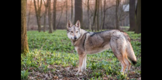 Un cane, di razza lupo cecoslovacco, è stato chiuso nel bagagliaio di un’auto durante la traversata in nave da Milazzo a Vulcano: il fatto è avvenuto nella giornata di domenica, quando un uomo di 51 anni, noncurante delle alte temperature, ha chiuso il suo cane dentro al bagagliaio dell’auto, durante la traversata in nave da Milazzo a Vulcano