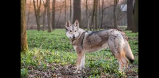 Un cane, di razza lupo cecoslovacco, è stato chiuso nel bagagliaio di un’auto durante la traversata in nave da Milazzo a Vulcano: il fatto è avvenuto nella giornata di domenica, quando un uomo di 51 anni, noncurante delle alte temperature, ha chiuso il suo cane dentro al bagagliaio dell’auto, durante la traversata in nave da Milazzo a Vulcano