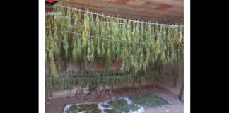I carabinieri della Stazione di Gallina (RC), in collaborazione con le pattuglie della Compagnia di Reggio Calabria, hanno portato a termine un’importante operazione antidroga: durante un’accurata perlustrazione in una contrada rurale, i militari hanno scoperto all’interno di un casolare in stato di abbandono ben 600 piante di cannabis indiana in fase di essiccazione, insieme a un chilogrammo di cannabis già defogliata e stesa su appositi teli per completare l’essiccazione