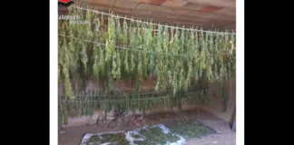 I carabinieri della Stazione di Gallina (RC), in collaborazione con le pattuglie della Compagnia di Reggio Calabria, hanno portato a termine un’importante operazione antidroga: durante un’accurata perlustrazione in una contrada rurale, i militari hanno scoperto all’interno di un casolare in stato di abbandono ben 600 piante di cannabis indiana in fase di essiccazione, insieme a un chilogrammo di cannabis già defogliata e stesa su appositi teli per completare l’essiccazione