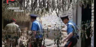 Possesso di quasi 250 kg. di marijuana di primissima qualità, questa l’accusa per un 44enne di Taurianova, nei cui confronti è stata emessa sentenza di condanna dalla Corte di Appello di Reggio Calabria