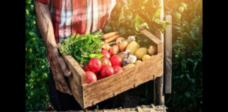 Cento milioni di euro per dotare gli agricoltori siciliani di strumenti utili a contrastare e prevenire i danni causati dalla siccità: cinquanta milioni sono già stati stanziati e saranno erogati attraverso un bando, pubblicato dall’assessorato regionale dell’Agricoltura e relativo al Piano di Sviluppo Rurale 2014-22, misura 5.1, dal titolo “Sostegno a investimenti in azioni di prevenzione volte a ridurre le conseguenze di probabili calamità naturali, avversità atmosferiche ed eventi catastrofici”… gli altri 50 milioni di euro saranno resi disponibili entro fine anno