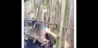 Nelle ore scorse…, sono state individuate tre piantagioni di cannabis nascoste tra la vegetazione… nel corso di un’operazione condotta nelle zone di Nicastro e dell’area montana lametina, da parte dei finanzieri della Guardia di Finanza del Gruppo di Lamezia Terme