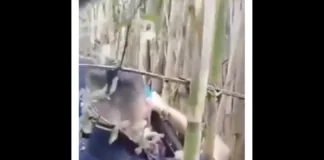 Nelle ore scorse…, sono state individuate tre piantagioni di cannabis nascoste tra la vegetazione… nel corso di un’operazione condotta nelle zone di Nicastro e dell’area montana lametina, da parte dei finanzieri della Guardia di Finanza del Gruppo di Lamezia Terme