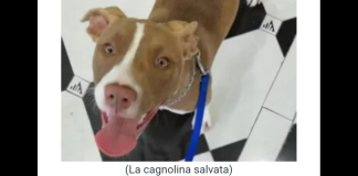 ‘È solo grazie all’intervento delle guardie zoofile dell’Oipa di Palermo che si è evitata un’altra tragedia nel canile municipale di Palermo, dove lo scorso 20 novembre è morta sbranata una cagnolina durante una rissa: E proprio su questo grave episodio l’Ufficio legale dell’Associazione ha presentato istanza di accesso agli atti al Comune di Palermo e denuncia alla Procura della Repubblica…, a quest’ultima si è rivolta anche la coordinatrice regionale delle guardie Oipa della Sicilia, Ornella Speciale, con una comunicazione di notizia di reato (cnr)’