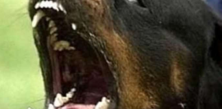 Un uomo di 58 anni è stato attaccato da un rottweiler mentre pescava tranquillamente: l’incidente è avvenuto questa mattina presso la Tonnara di Palmi, nella zona denominata “angolo verde”