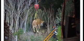 Nella serata del 09 gennaio 2025…, si sono vissuti momenti di apprensione nel rione Minissale, situato nella zona sud della città di Messina, dove una mucca è accidentalmente caduta in un pozzo: l’incidente si è verificato all’interno del complesso residenziale Poker, attirando l’attenzione di residenti e curiosi
