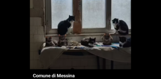 I responsabili dell’Amministrazione comunale di Messina, da sempre attenti al benessere degli animali, stanno procedendo in questi giorni al trasferimento della colonia felina presente presso l’ex Macello, edificio che sarà presto demolito nell’ambito di un ampio progetto di riqualificazione dell’area
