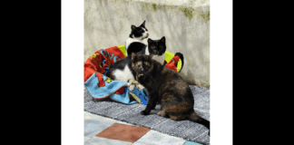 ‘Sono state completate le operazioni di spostamento dei gattini ospitati da un gruppo di volontari all’interno della struttura dell’ex facoltà di veterinaria di via Don Blasco a Messina: In considerazione dell’avvio dei lavori di riqualificazione degli spazi, si è reso necessario pianificare lo spostamento della colonia di gatti che risiedeva all’interno di tale area’