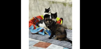 ‘Sono state completate le operazioni di spostamento dei gattini ospitati da un gruppo di volontari all’interno della struttura dell’ex facoltà di veterinaria di via Don Blasco a Messina: In considerazione dell’avvio dei lavori di riqualificazione degli spazi, si è reso necessario pianificare lo spostamento della colonia di gatti che risiedeva all’interno di tale area’